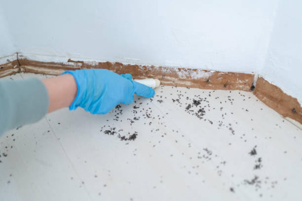 Real Estate Pest Inspections in Wernersville, PA